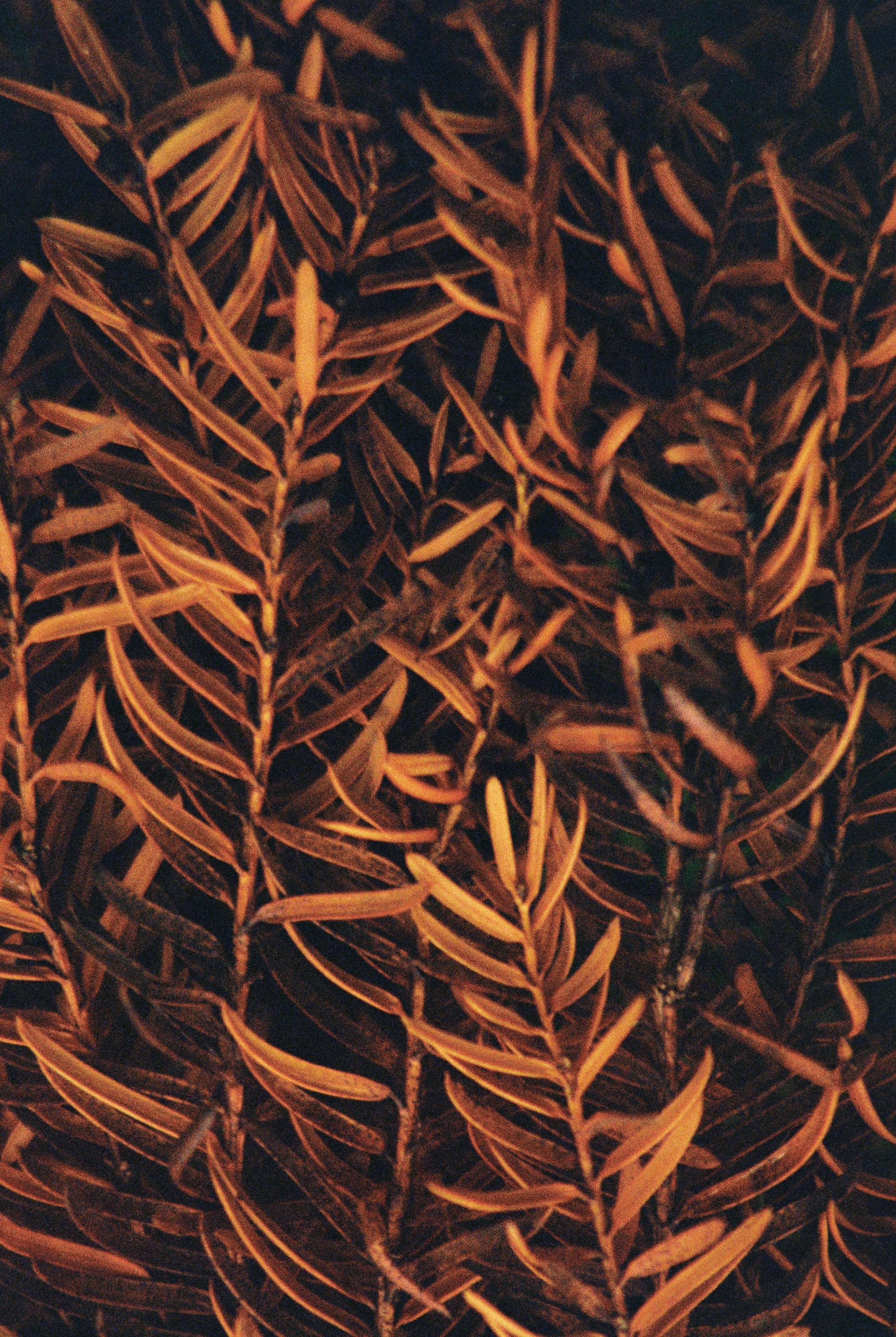 brown leaves in close up photography